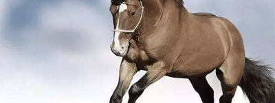 的卢马的主人是谁：曾是曹操(后被曹操送给了刘备)_三国历史 菊江历史网