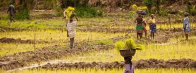 十五世纪尼日利亚的农业技术与农业社区 菊江历史网