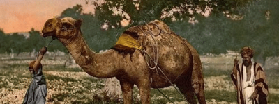 古代黎巴嫩的农业技术与农田管理 菊江历史网