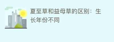 夏至草和益母草的区别：生长年份不同_民俗文化 菊江历史网