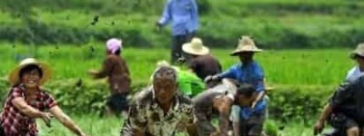 土家族文化，土家族的农耕文化历史悠久_民俗文化 菊江历史网