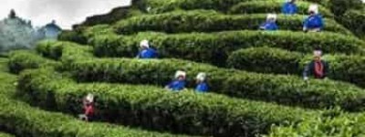 瑶族文化，瑶族的茶有着什么样的民族文化_民俗文化 菊江历史网