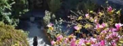 为什么说白族与花有着很深厚的情谊_民俗文化 菊江历史网