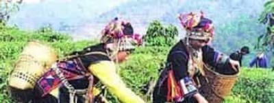 哈尼族的历史是怎样的，其发展又是怎样的_民俗文化 菊江历史网