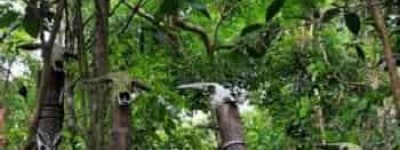 黎族人如果犯错误会遭到怎样的审判_民俗文化 菊江历史网