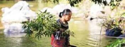 黎族医药学，黎族医生是用什么特殊方法看病的 菊江历史网