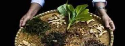 黎族医生是怎样用传统方法处理毒蛇咬伤的 菊江历史网