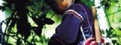 在黎族医药学中都有哪些健康理论呢 菊江历史网