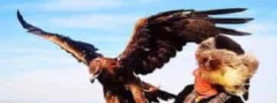 哈萨克族人是怎样驯鹰的，哈萨克族驯鹰术 菊江历史网