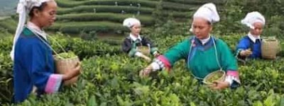 布依族茶文化，布依族的茶文化有什么特点 菊江历史网