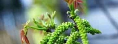 羌族山珍简介，羌族特产核桃花是怎样的 菊江历史网