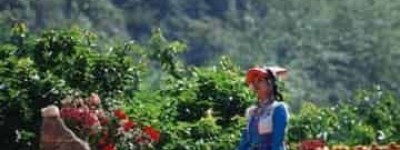 羌族的挂红习俗有着怎样的意义 菊江历史网