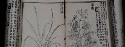 救荒本草是哪个朝代的，出自明代(饥荒时让百姓活命的植物图鉴)_明朝历史 菊江历史网