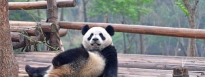 当年蚩尤养了两只熊猫吗（为什么蚩尤骑着大熊猫会输）_上古历史 菊江历史网