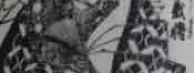 斯波义将简介，斯波义将结局 菊江历史网