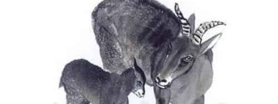 十二生肖羊的来历_上古历史 菊江历史网