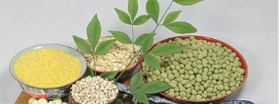 黍作为五谷之一却渐渐从大家视野中淡出，这是因为什么呢_民俗文化 菊江历史网