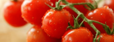 圣女果为什么叫圣女果，这个名字的由来是什么_民俗文化 菊江历史网