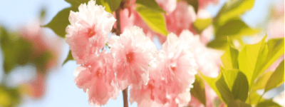 古代的人们，在清明节的时候会不会放假呢，他们有几天假期_民俗文化 菊江历史网