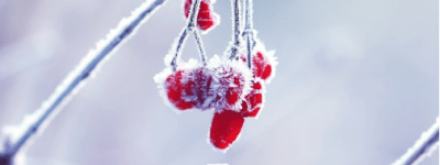 二十四节气之一的小寒，为什么是一年中最寒冷的一天_民俗文化 菊江历史网