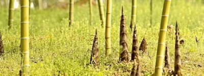 雨水节气时，南方和北方的饮食习俗分别是什么_民俗文化 菊江历史网