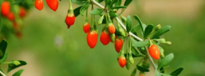 枸杞有哪些吃法，历史上有哪些关于枸杞的诗作_民俗文化 菊江历史网