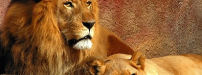 狮子是如何融入中国文化的，探索中国传统狮子形象_民俗文化 菊江历史网