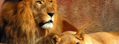 狮子作为外来猛兽，为什么能在中国传统文化中占据重要地位_民俗文化 菊江历史网