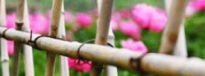 大壮卦“不能退，不能遂，无攸利，艰则吉”是吉是凶_民俗文化 菊江历史网