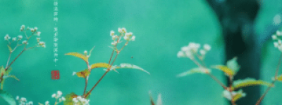 夏至有哪些传统习俗，有哪些与夏至有关的诗作_民俗文化 菊江历史网