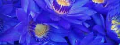 蓝莲花【晋江专栏作家】 – 人物百科