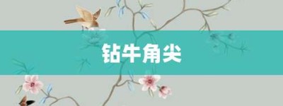 钻牛角尖【钻牛角尖的意思】- 成语大全