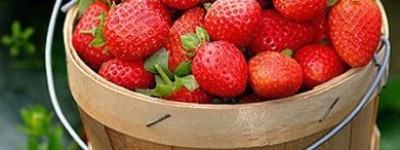 吃草莓梨子益养生_饮食文化 菊江历史网