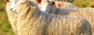 宋朝皇宫一年能吃掉多少斤羊肉？_宋朝历史 菊江历史网