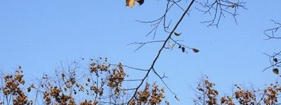 七种水果在秋天的食用禁忌_饮食文化 菊江历史网