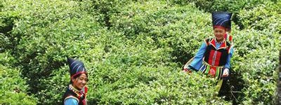 布朗族历史 “沧江怒水”之间的布朗族_民俗文化 菊江历史网