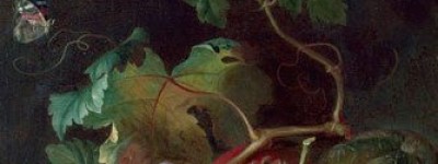 水果越熟营养越丰富_饮食文化 菊江历史网