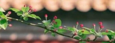 乾隆为何要降低儿媳孝淑皇后的丧礼规格？_清朝历史 菊江历史网