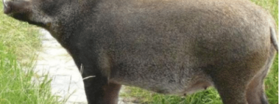 古代一个小国因养猪而兴盛，流传下一个奇怪的典故！_乡村野史 菊江历史网