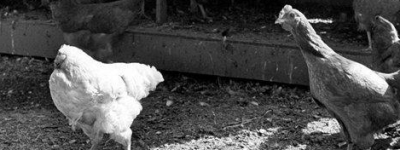 无头鸡麦克是什么东西？没有头的鸡是怎么存活的？_稗官野史 菊江历史网