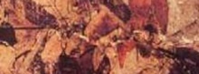 高绍义简介_高绍义的儿子_高绍义的故事_高绍义怎么死的 菊江历史网