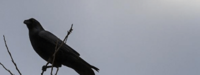 乌鸦为什么不被人们待见？关于乌鸦的故事和传说！_乡村野史 菊江历史网