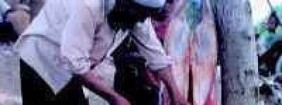 撒拉族饮食概况_饮食文化 菊江历史网