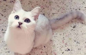 梦溪石【外号大王喵，中国小说作家】 – 人物百科