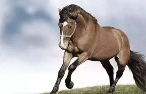 的卢马的主人是谁：曾是曹操(后被曹操送给了刘备)_三国历史 菊江历史网