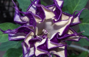 古代真的有蒙汗药吗？蒙汗药是用什么做的？_乡村野史 菊江历史网