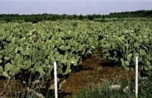 16世纪新大陆作物对旧大陆农业的影响 菊江历史网