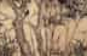 李衎【元代画竹名家，元初画竹三大家之一】 – 人物百科