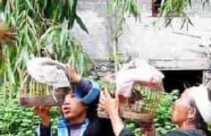 瑶族大年初二的“赶鸟节”究竟有啥历史来源_民俗文化 菊江历史网