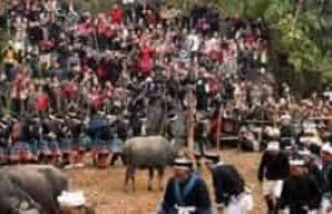 白裤瑶特有的丧葬习俗是啥，为何要砍牛_民俗文化 菊江历史网